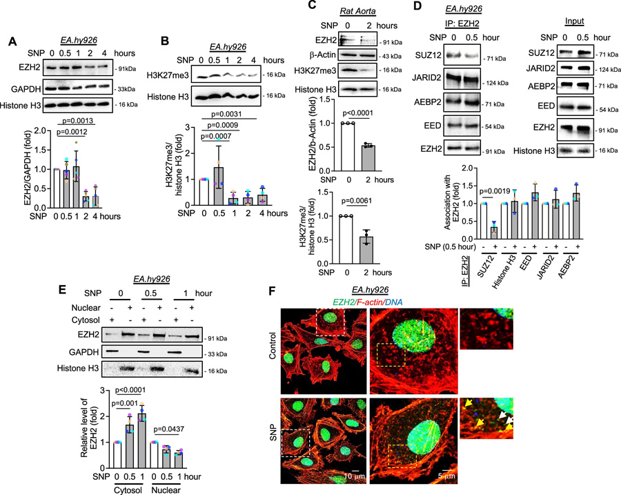 一氧化氮通過誘導SUZ12解離，引發(fā)EZH2蛋白的胞質(zhì)定位與降解，并伴隨H3K27me3水平的早期下降