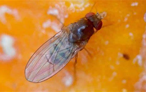 打破經(jīng)典教科書(shū)：首次發(fā)現(xiàn)對(duì)兩性都 “作弊” 的染色體！