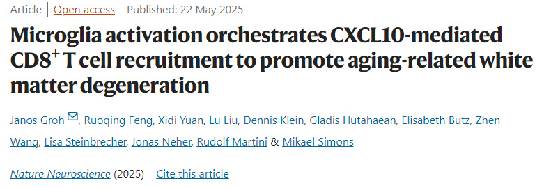  小膠質(zhì)細胞激活調(diào)控CXCL10介導的CD8+ T細胞募集，促進衰老相關白質(zhì)變性