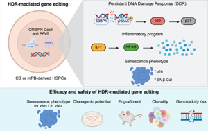《Cell Reports Medicine》驚！基因編輯會觸發(fā)造血干細胞的炎癥、衰老樣反應(yīng)
