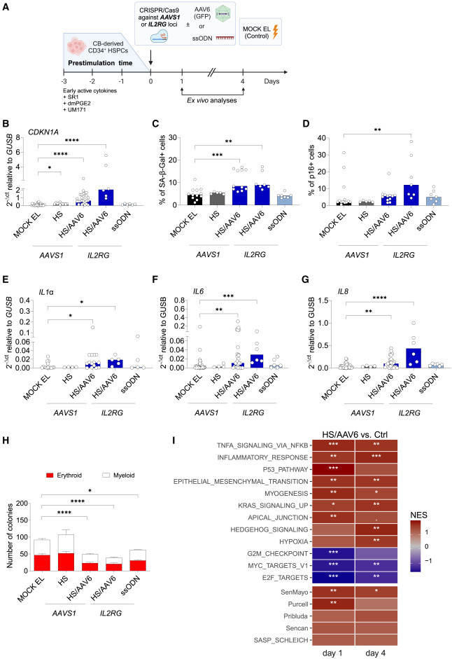  CRISPR-Cas9/AAV6介導的人類造血干細胞和祖細胞（HSPCs）基因編輯會觸發(fā)細胞衰老與炎癥反應通路激活