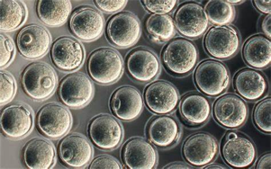 驅(qū)動(dòng)重組蛋白、疫苗與CGT生產(chǎn)的無血清/低血清培養(yǎng)基