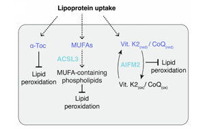 硫酸化糖胺聚糖介導的脂蛋白攝?。耗[瘤抵抗鐵死亡的關鍵機制