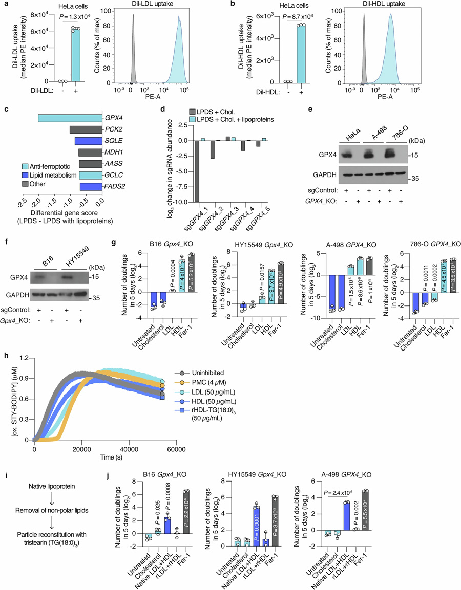  脂蛋白的脂質(zhì)組分使得谷胱甘肽過氧化物酶 4（GPX4）在癌細(xì)胞中變得非必需