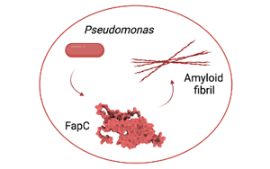 減緩阿爾茨海默病進展，幽門桿菌有妙招