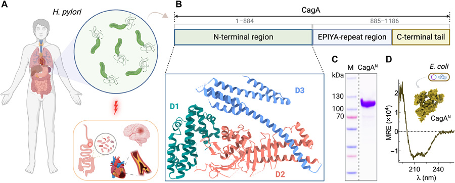  幽門(mén)螺桿菌CagA蛋白的生理學(xué)特性、結(jié)構(gòu)組織特征及其重組制備方法