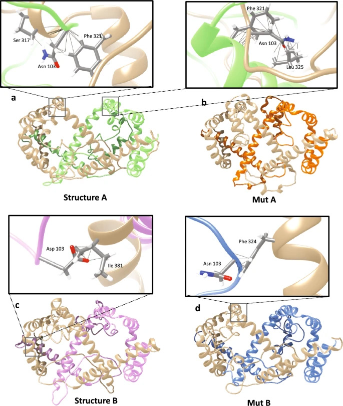  N103D突變對(duì)L-HBsAg大蛋白二聚作用的影響