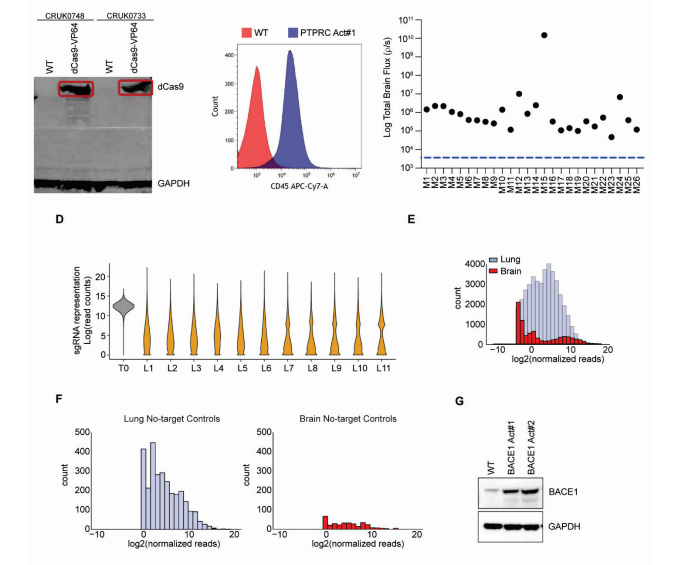 體內(nèi)CRISPR激活篩選發(fā)現(xiàn)BACE1驅(qū)動肺腺癌腦轉(zhuǎn)移