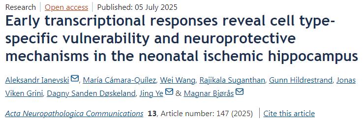 早期轉錄應答揭示新生兒缺血性海馬中細胞類型特異性的脆弱性與神經保護機制