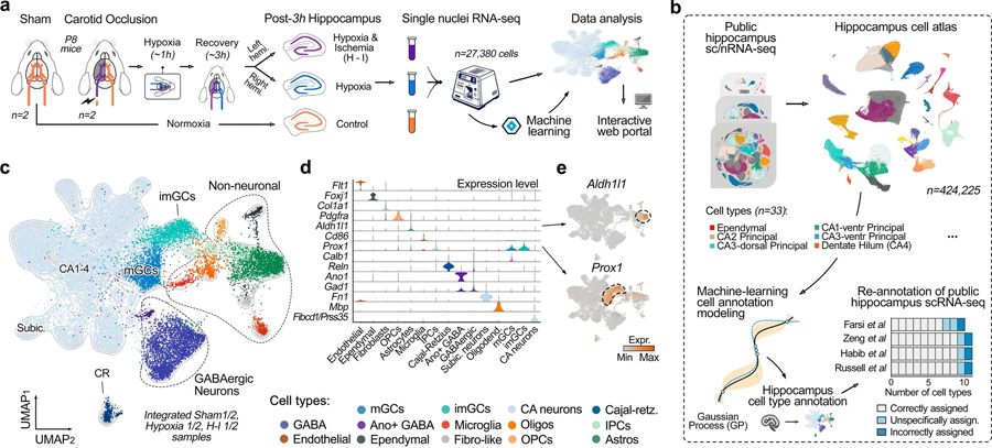 通過機器學習生成用于精確細胞類型注釋的綜合海馬圖譜