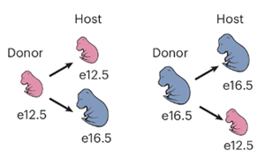 小鼠GABA能神經(jīng)元發(fā)育中前體細(xì)胞成熟能力的時序調(diào)控機(jī)制解析
