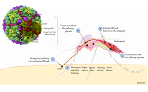 西寶高品質(zhì)抗原抗體，精準(zhǔn)助力基孔肯雅熱檢測