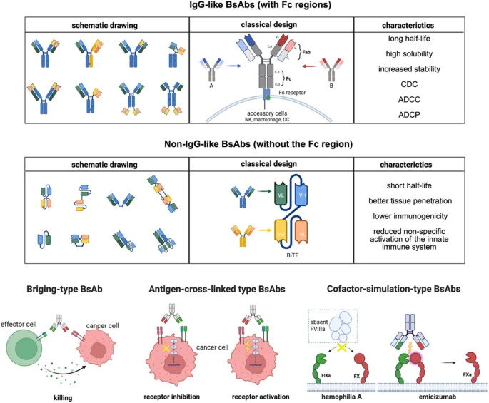 雙特異性抗體的分類與作用機(jī)制