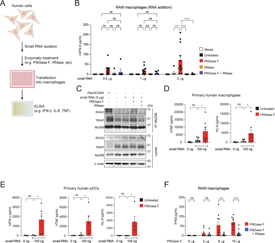 N-聚糖屏蔽小RNA，使其免受先天免疫識別
