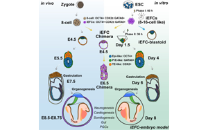 化學(xué)誘導(dǎo)胚胎祖細(xì)胞實(shí)現(xiàn)小鼠胚胎發(fā)育全周期高保真體外模型構(gòu)建