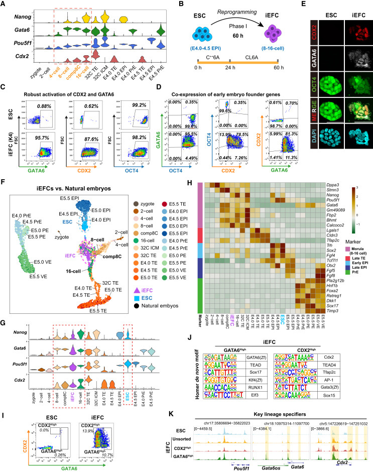 候選分子篩選鑒定出可將胚胎干細(xì)胞重編程為類胚胎祖細(xì)胞的小分子化合物