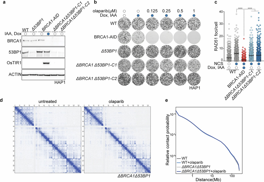 HAP1 delta-BRCA1delta-53BP1細(xì)胞具有PARP抑制劑耐藥性，且PARPi處理不改變整體染色質(zhì)構(gòu)象
