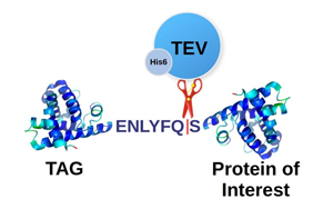 TEV蛋白酶，蛋白標(biāo)簽切除一步到位，生物醫(yī)藥的“黃金剪刀”