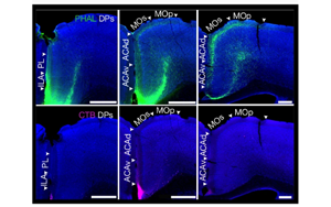 小鼠內(nèi)臟運動皮層神經(jīng)網(wǎng)絡的精細解析與功能調(diào)控機制研究