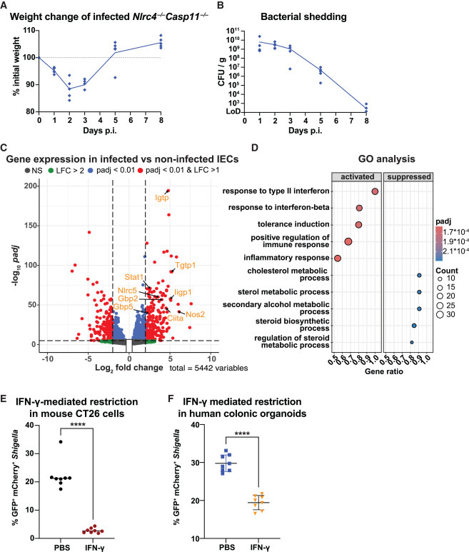 腸上皮細(xì)胞中的γ干擾素信號傳導(dǎo)與志賀氏菌感染的消退相關(guān)