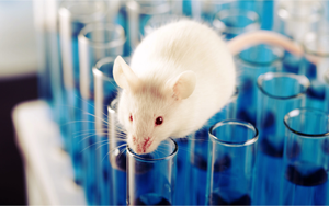 動(dòng)物造模解決方案：一站式疾病模型誘導(dǎo)原料庫