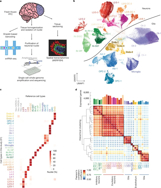 人類前額葉皮層中基于液滴法的單核RNA測(cè)序研究設(shè)計(jì)與特征分析 人類前額葉皮層中基于液滴法的單核RNA測(cè)序研究設(shè)計(jì)與特征分析