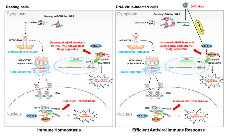 GSK3α/β-FBXW7分子軸調(diào)控MITA/STING蛋白活性及下游I型干擾素應(yīng)答通路的作用機(jī)制模型