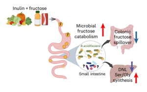 膳食纖維菊粉通過調(diào)控腸道菌群代謝果糖改善肝臟脂肪變性和胰島素抵抗的機(jī)制研究