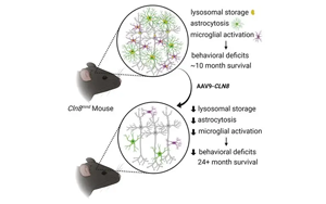 AAV9-DARS2基因療法治療LBSL：從患者細(xì)胞到小鼠模型的表型拯救與機(jī)制探索