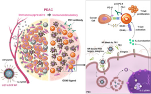 靶向胰腺癌基質高效遞送IL-2免疫基因的協(xié)同治療新策略