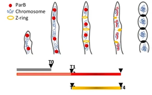 SMC通過調控ParB-CTP酶活性與染色質擴散增強細菌染色體分離復合體穩(wěn)定性
