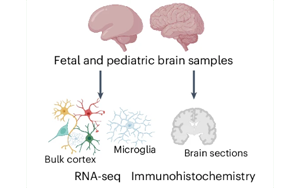 人小膠質(zhì)細(xì)胞中MEF2C的轉(zhuǎn)錄與表觀遺傳調(diào)控機(jī)制及其在自閉癥風(fēng)險(xiǎn)和年齡相關(guān)疾病中的功能解析
