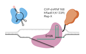 Nature Biotechnology：新的基因編輯技術(shù)可以治療復(fù)雜的遺傳疾病