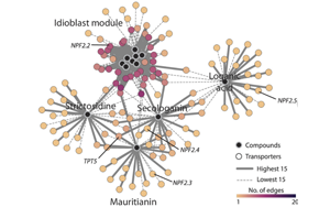 PNAS：首次整合兩種單細胞方法來解析藥用植物