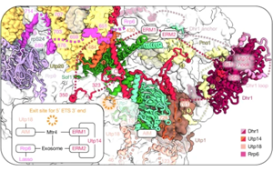 Nature：AI助力！首次捕捉到核糖體形成的全過程