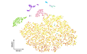 炎癥相關(guān)小膠質(zhì)細(xì)胞通過(guò)TNF信號(hào)軸破壞海馬膠質(zhì)網(wǎng)絡(luò)通訊驅(qū)動(dòng)術(shù)后神經(jīng)認(rèn)知障礙