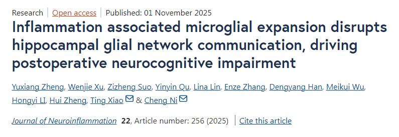 炎癥相關的小膠質細胞擴增會破壞海馬區(qū)膠質細胞網絡的通信，進而引發(fā)術后神經認知功能障礙