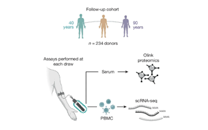 Nature：隨著年齡增長(zhǎng)，免疫細(xì)胞如何發(fā)生變化？