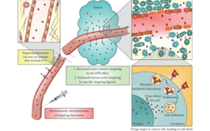 驅動多肽療法進化：新修飾、偶聯(lián)技術與多平臺的融合創(chuàng)新