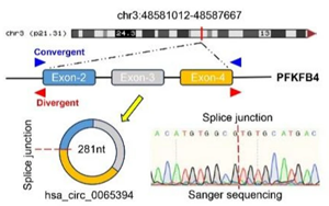 缺氧誘導環(huán)狀RNA編碼蛋白cPFKFB4通過調控PKM2剪接促進胰腺癌代謝重編程的新機制