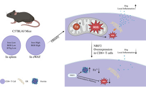 肥胖會改變脂肪組織中CD8+ T細胞的鐵代謝機制，從而加劇代謝性炎癥