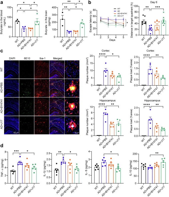 工程化產(chǎn)丁酸酵母（J17）可糾正丁酸缺乏，并改善APP23/PS45小鼠的阿爾茨海默癥相關(guān)表型