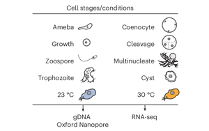腺嘌呤DNA甲基化在轉錄許可染色質中的廣泛存在揭示真核生物表觀遺傳進化新機制