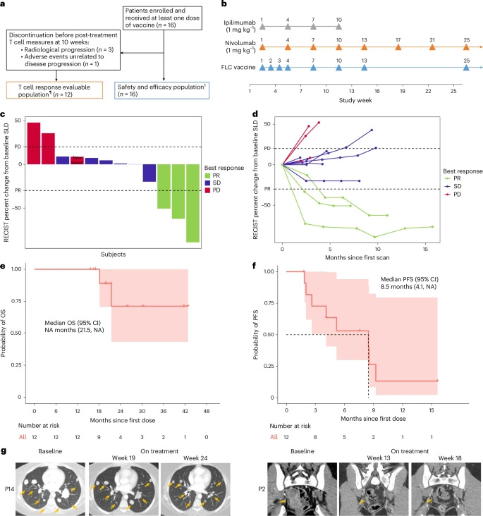 FLC疫苗聯(lián)合伊匹木單抗與納武利尤單抗治療FLC患者的臨床療效