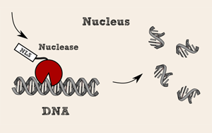 全能核酸酶，生物制品純化中的隱形衛(wèi)士