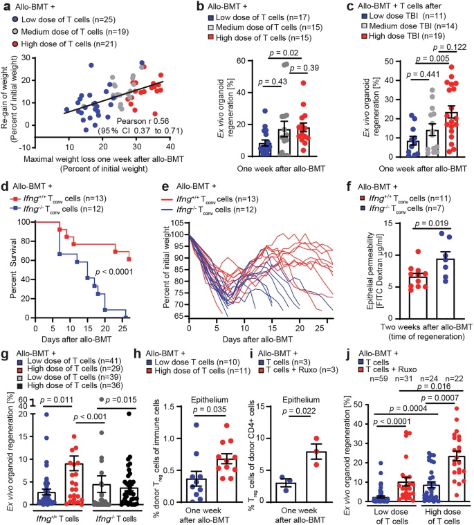 腸道組織的過(guò)度損傷與修復(fù)再生通過(guò)IFNγ和調(diào)節(jié)性T細(xì)胞形成雙向關(guān)聯(lián)