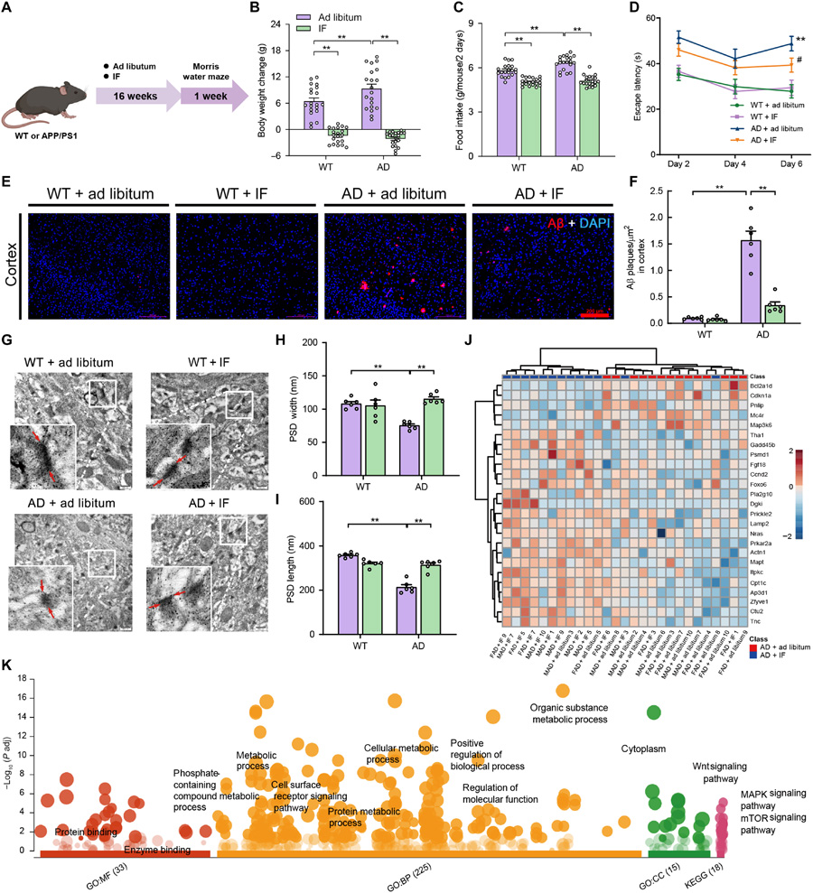 間歇性禁食減輕阿爾茨海默病模型小鼠的認(rèn)知障礙、減少β淀粉樣蛋白沉積，并保護(hù)其突觸超微結(jié)構(gòu)