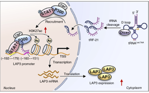 tRF-21LeuTAA 通過改變谷胱甘肽代謝酶來促進氧化應激，從而支持前列腺癌的進展 開放獲取