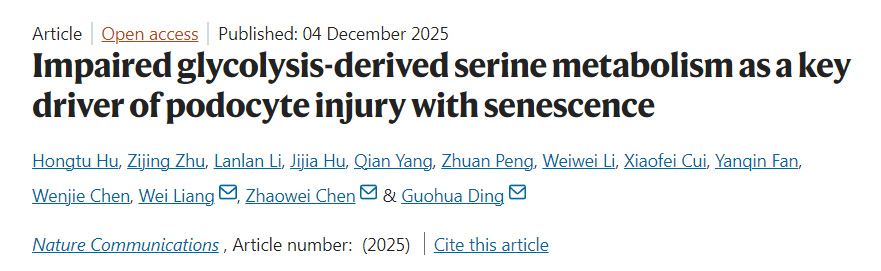 糖酵解途徑受損所致的絲氨酸代謝紊亂是足細胞衰老性損傷的關(guān)鍵驅(qū)動因素