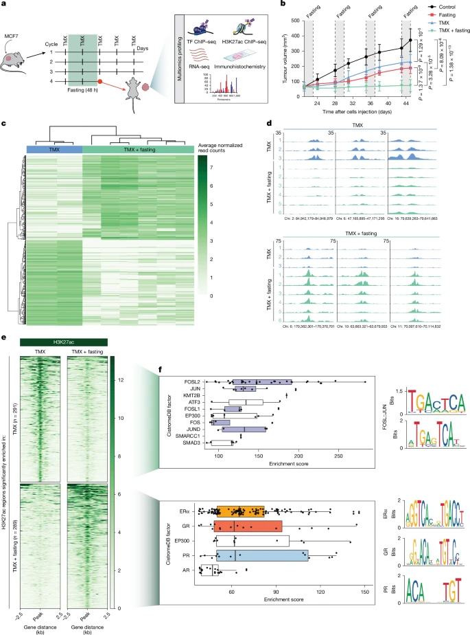 禁食可誘導經(jīng)他莫昔芬處理的異種移植瘤中組蛋白H3K27位乙酰化發(fā)生改變